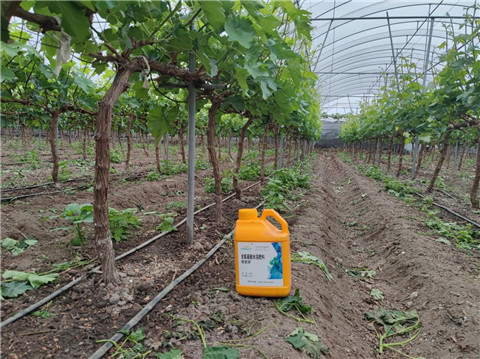 水溶f肥,翠姆,葡萄種植 水溶f肥,翠姆,葡萄種植