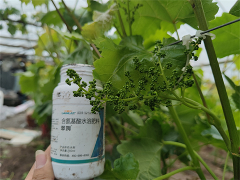 氨基酸水溶肥,翠姆,拉姆拉 氨基酸水溶肥,翠姆,拉姆拉