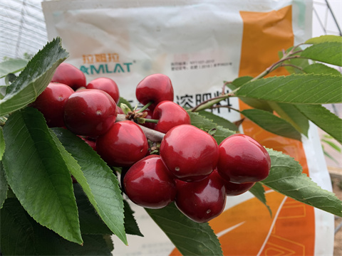 水溶肥廠家,翠姆,櫻桃水溶肥 水溶肥廠家,翠姆,櫻桃水溶肥