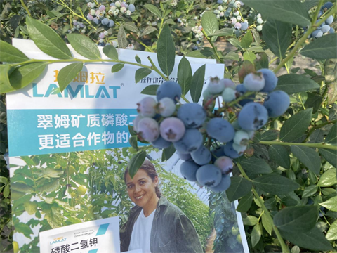 水溶肥,翠姆,藍(lán)莓種植 水溶肥,翠姆,藍(lán)莓種植