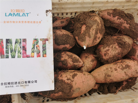 水溶肥品牌,翠姆,紅薯水溶肥 水溶肥品牌,翠姆,紅薯水溶肥