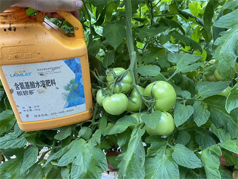 水溶肥品牌,翠姆,西紅柿種植 水溶肥品牌,翠姆,西紅柿種植