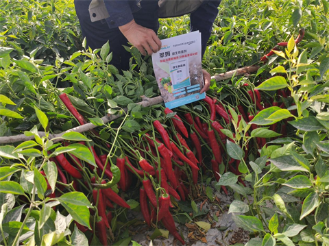 水溶肥,翠姆,拉姆拉 水溶肥,翠姆,拉姆拉