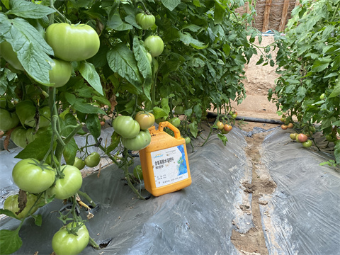 生根劑品牌,翠姆,番茄水溶肥 生根劑品牌,翠姆,番茄水溶肥