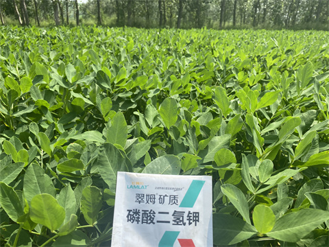 水溶肥,翠姆,花生種植 水溶肥,翠姆,花生種植