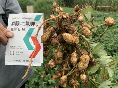 水溶肥,翠姆,花生水溶肥 水溶肥,翠姆,花生水溶肥