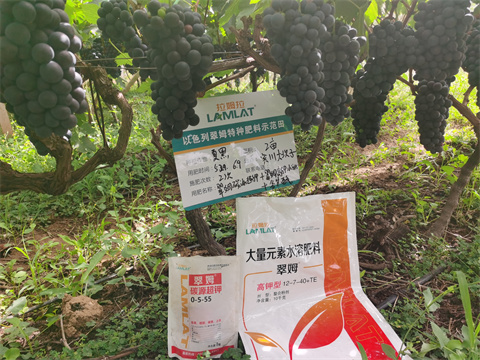 水溶肥,翠姆,夏黑葡萄種植 水溶肥,翠姆,夏黑葡萄種植