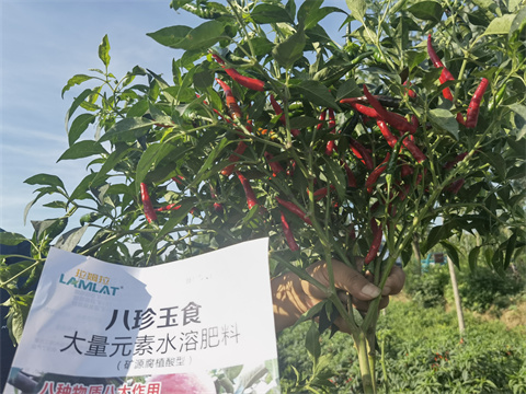 水溶肥,拉姆拉,辣椒種植 水溶肥,拉姆拉,辣椒種植