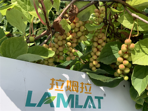 水溶肥,伯示麥,拉姆拉 水溶肥,伯示麥,拉姆拉