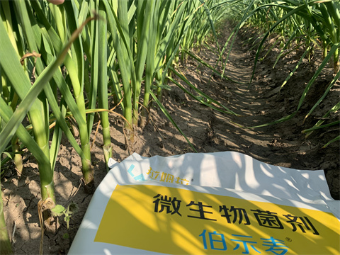 微生物菌劑,伯示麥,大蒜水溶肥 微生物菌劑,伯示麥,大蒜水溶肥