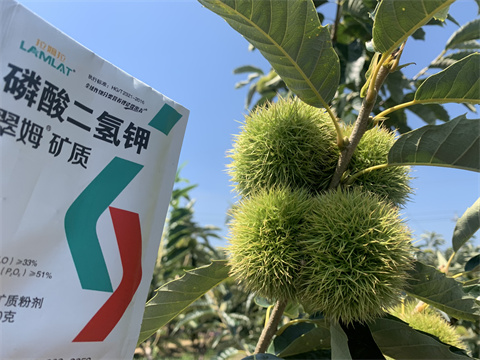 水溶肥,翠姆,板栗葉面肥 水溶肥,翠姆,板栗葉面肥