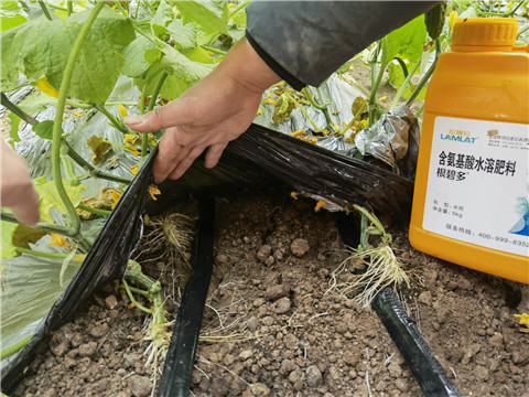 水溶肥,翠姆,黃瓜種植 水溶肥,翠姆,黃瓜種植