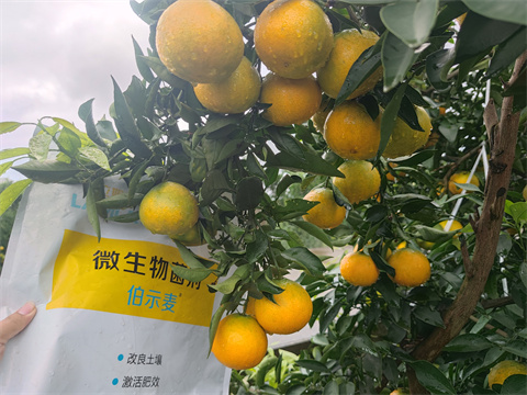 水溶肥,伯示麥,柑橘種植 水溶肥,伯示麥,柑橘種植