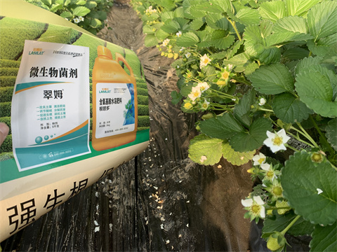 水溶肥價(jià)格，翠姆，草莓水溶肥