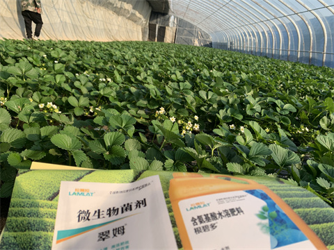 水溶肥價(jià)格，翠姆，草莓水溶肥