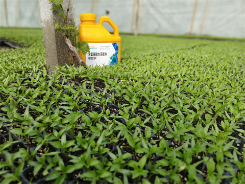 水溶肥,翠姆,辣椒水溶肥 水溶肥,翠姆,辣椒水溶肥