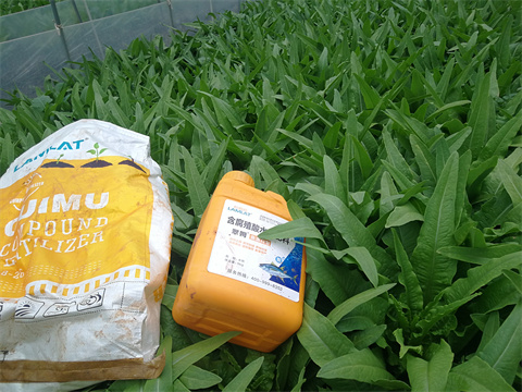 水溶肥,翠姆,油麥菜水溶肥 水溶肥,翠姆,油麥菜水溶肥