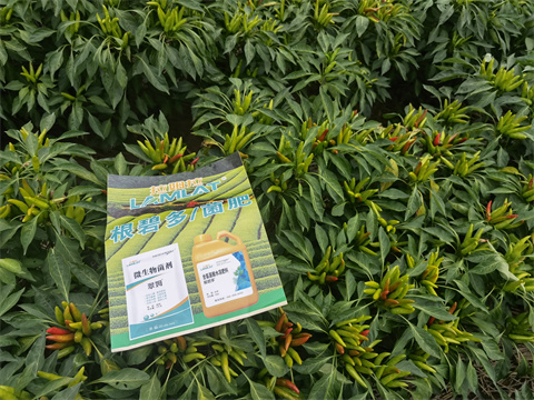 水溶肥,翠姆,朝天椒種植 水溶肥,翠姆,朝天椒種植