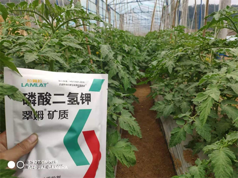 水溶肥,翠姆,西紅柿種植 水溶肥,翠姆,西紅柿種植