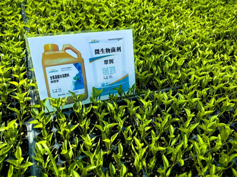 水溶肥,翠姆,辣椒種植 水溶肥,翠姆,辣椒種植