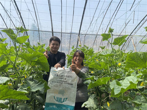 黃瓜種植,水溶肥,八珍玉食 黃瓜種植,水溶肥,八珍玉食