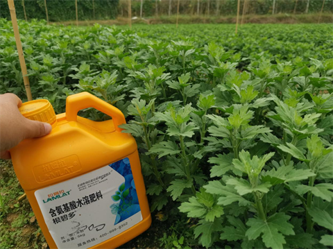 菊花種植,水溶肥廠家，翠姆