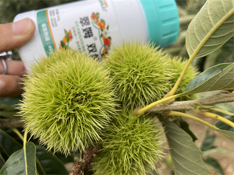 水溶肥品牌,板栗?；ū９?翠姆雙保