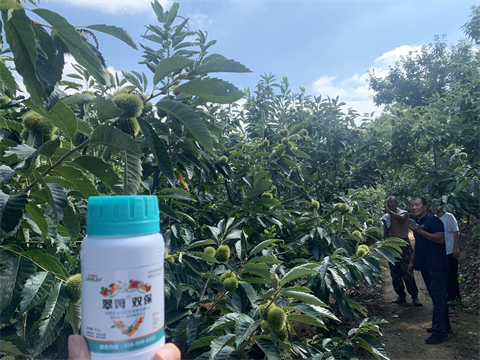 水溶肥品牌,板栗?；ū９?翠姆雙保