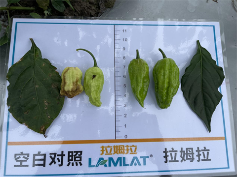 水溶肥廠(chǎng)家,工業(yè)辣椒種植,翠姆水溶肥