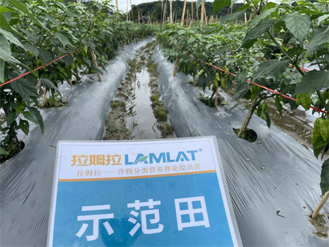 水溶肥廠(chǎng)家,工業(yè)辣椒種植,翠姆水溶肥