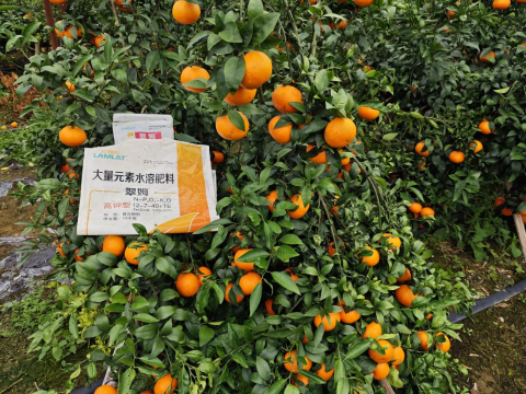 水溶肥廠(chǎng)家,柑橘轉(zhuǎn)色,翠姆水溶肥