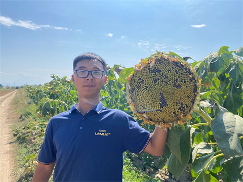 進(jìn)口水溶肥,葵花種植,翠姆水溶肥