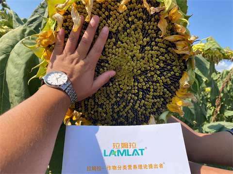 進(jìn)口水溶肥,葵花種植,翠姆水溶肥