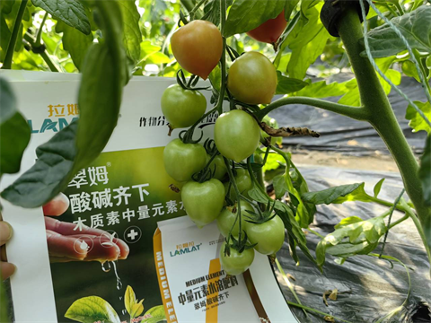 水溶肥廠(chǎng)家,圣女果種植,翠姆水溶肥