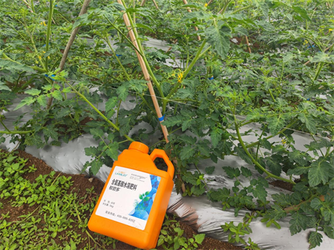 水溶肥廠(chǎng)家,圣女果種植,翠姆水溶肥