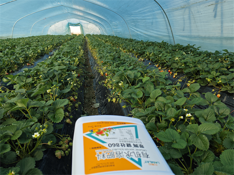 水溶肥品牌,拉姆拉,滴灌級特種肥