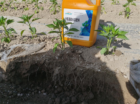 進口水溶肥,辣椒種植,翠姆根碧多