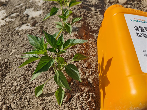 進口水溶肥,辣椒種植,翠姆根碧多