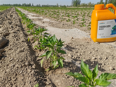 進口水溶肥,辣椒種植,翠姆根碧多
