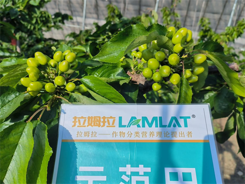 進(jìn)口水溶肥,櫻桃施肥,拉姆拉水溶肥