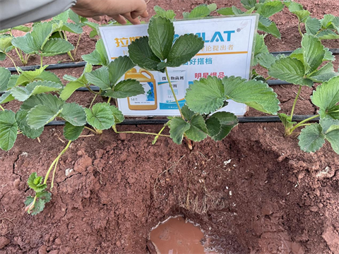 進(jìn)口水溶肥,草莓種植,拉姆拉滴灌級特種肥