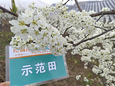 進口水溶肥,李子種植,翠姆水溶肥