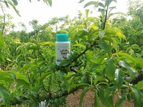 進口水溶肥,李子種植,翠姆水溶肥