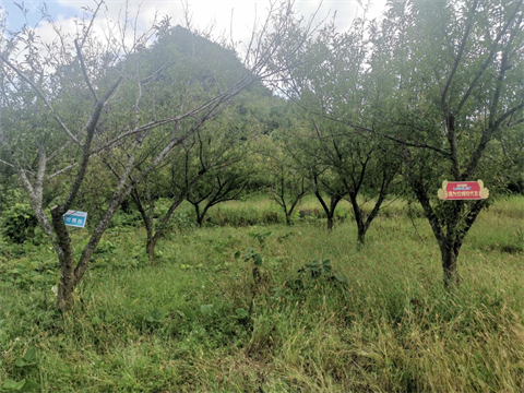進口水溶肥,李子種植,翠姆水溶肥