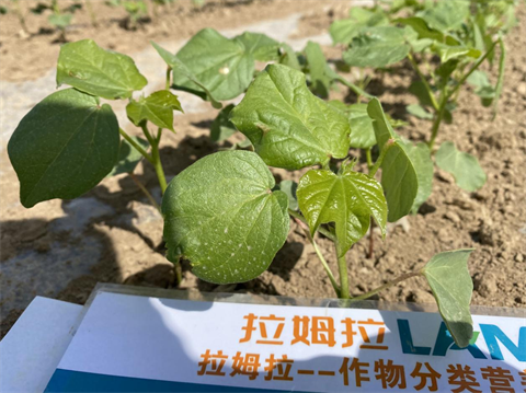 水溶肥,棉花種植,拉姆拉滴灌級(jí)特種肥