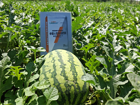 水溶肥,西瓜種植,拉姆拉滴灌級(jí)特種肥