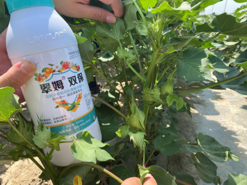 水溶肥品牌,棉花種植,拉姆拉滴灌級(jí)特種肥