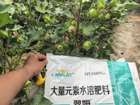 水溶肥廠家,棉花種植,拉姆拉滴灌級(jí)特種肥