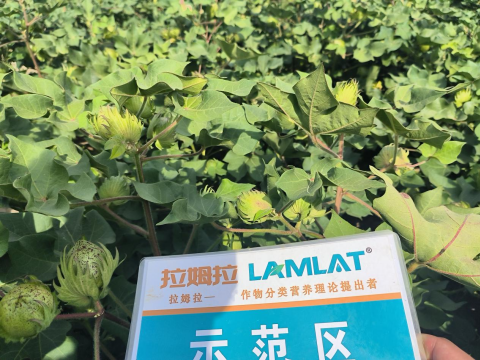 水溶肥廠家,棉花種植,拉姆拉滴灌級(jí)特種肥