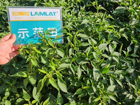 水溶肥,辣椒施肥,翠姆水溶肥